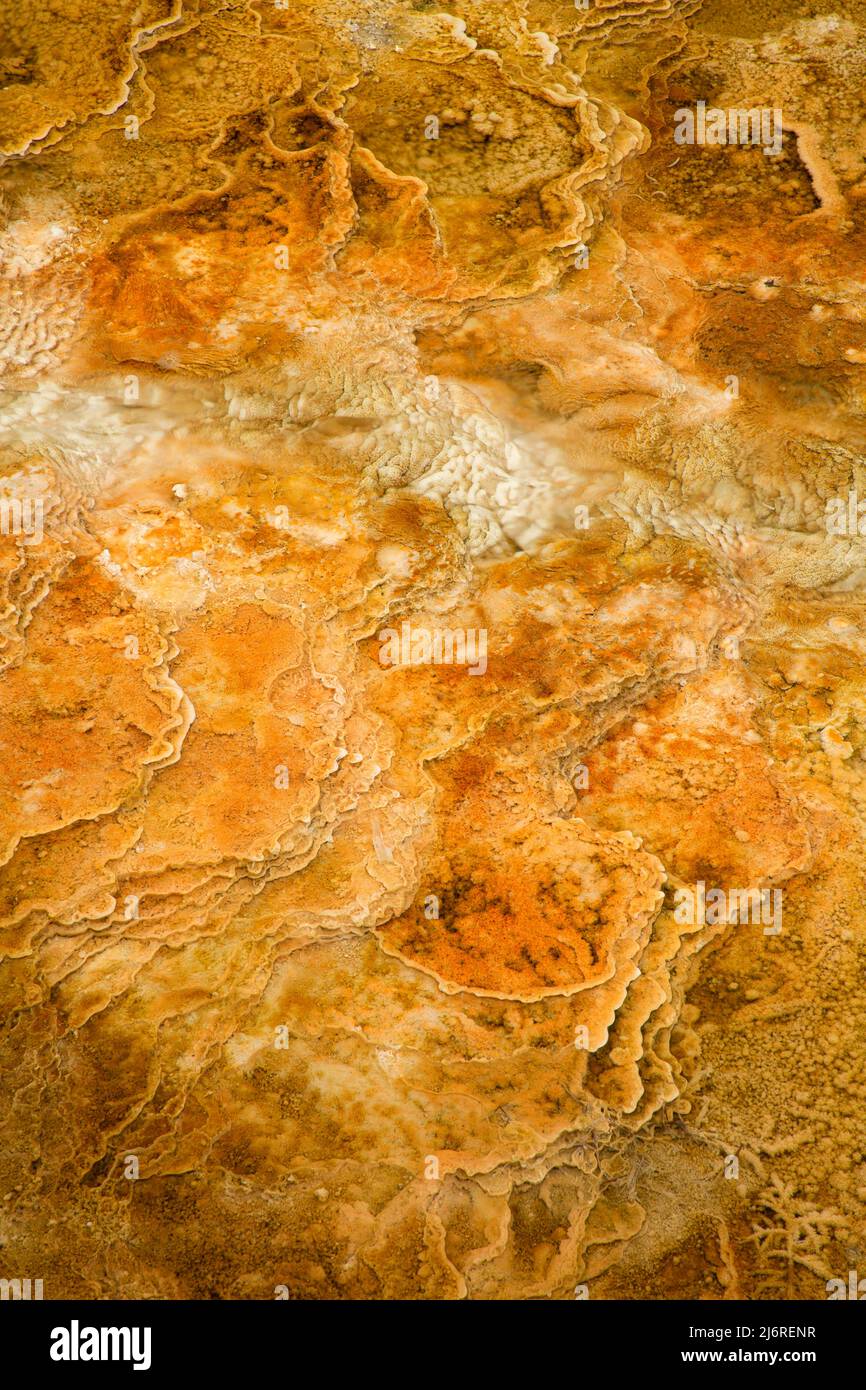 Palette Spring at Mammoth Hot Springs, Yellowstone National Park, Wyoming Stock Photo