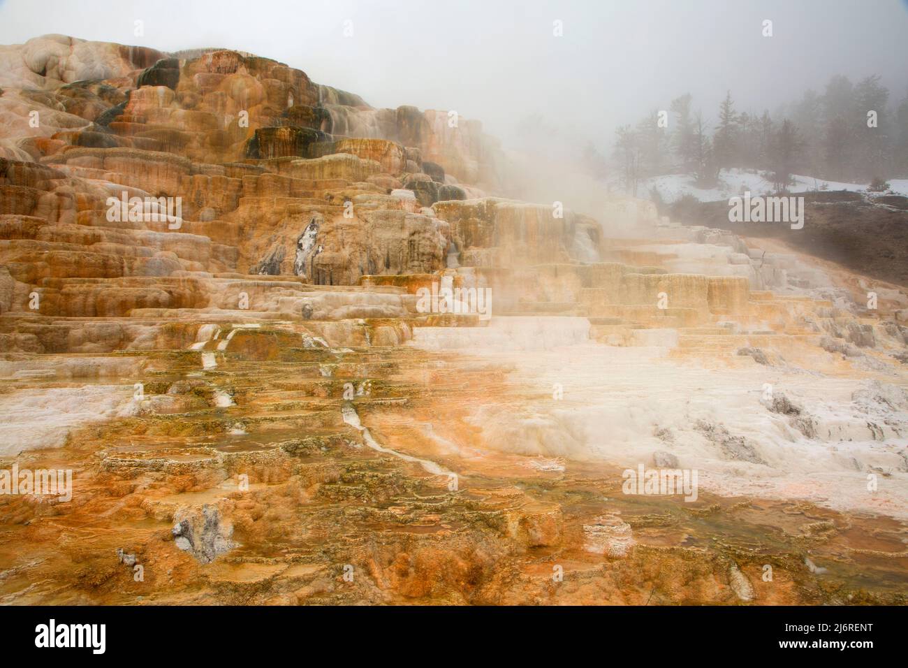 Palette Spring at Mammoth Hot Springs, Yellowstone National Park, Wyoming Stock Photo