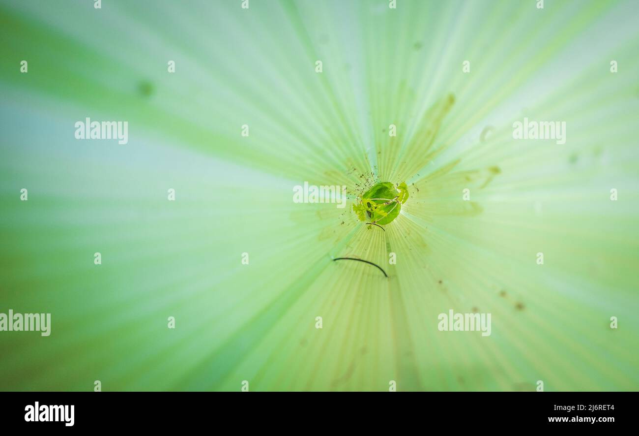 Oak tree sapling growing in a bio-degradable protective tube. Stock Photo