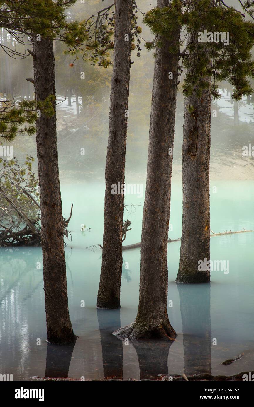 Nuphar Lake with lodgepole pine at Norris Geyser Basin, Yellowstone National Park, Wyoming Stock Photo