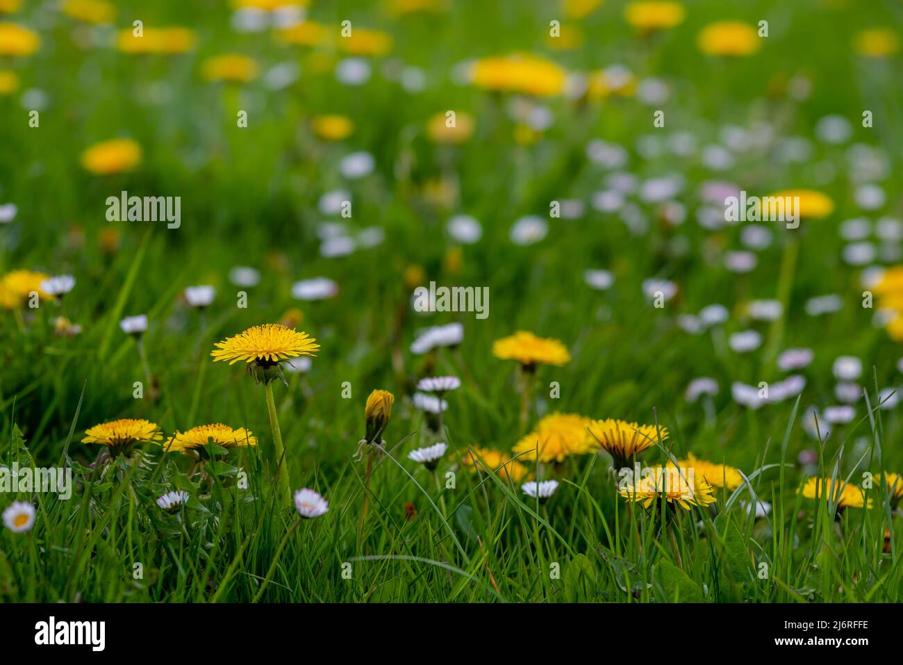 Meadow in spring with yellow dandelions and white daisies Stock Photo