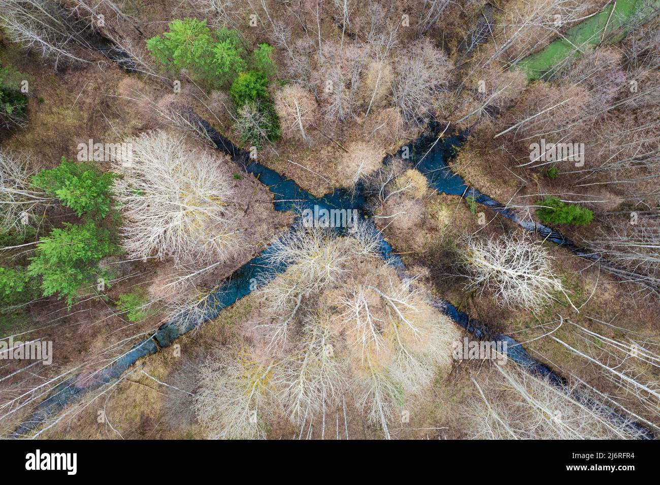 Mixed forest top-down aerial view with drainage channels Stock Photo