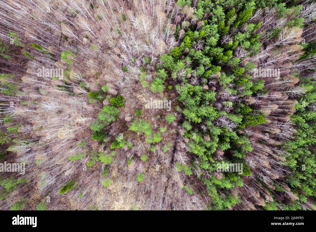 Mixed forest top-down aerial view Stock Photo