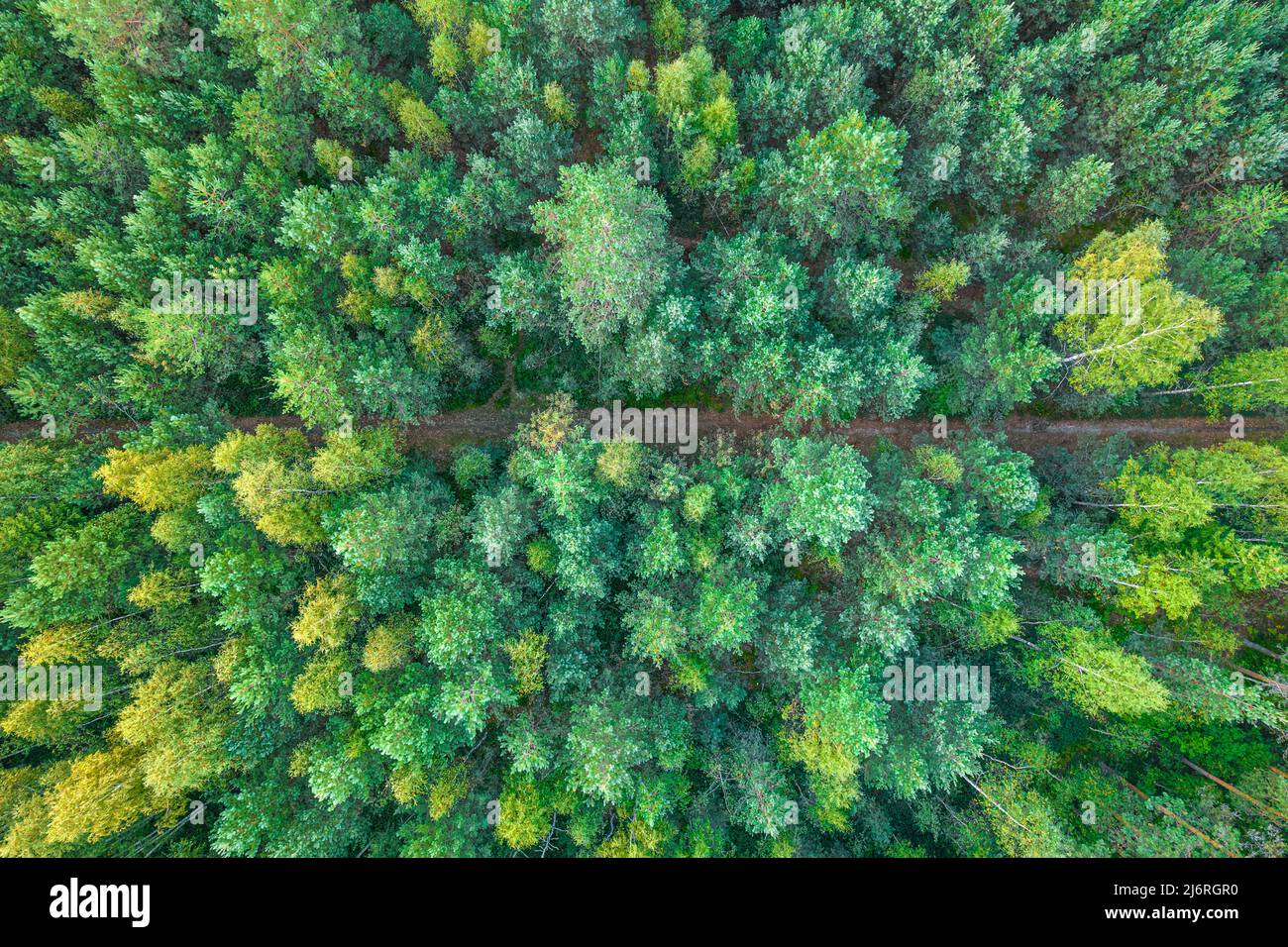 Pine forest top-down aerial view Stock Photo