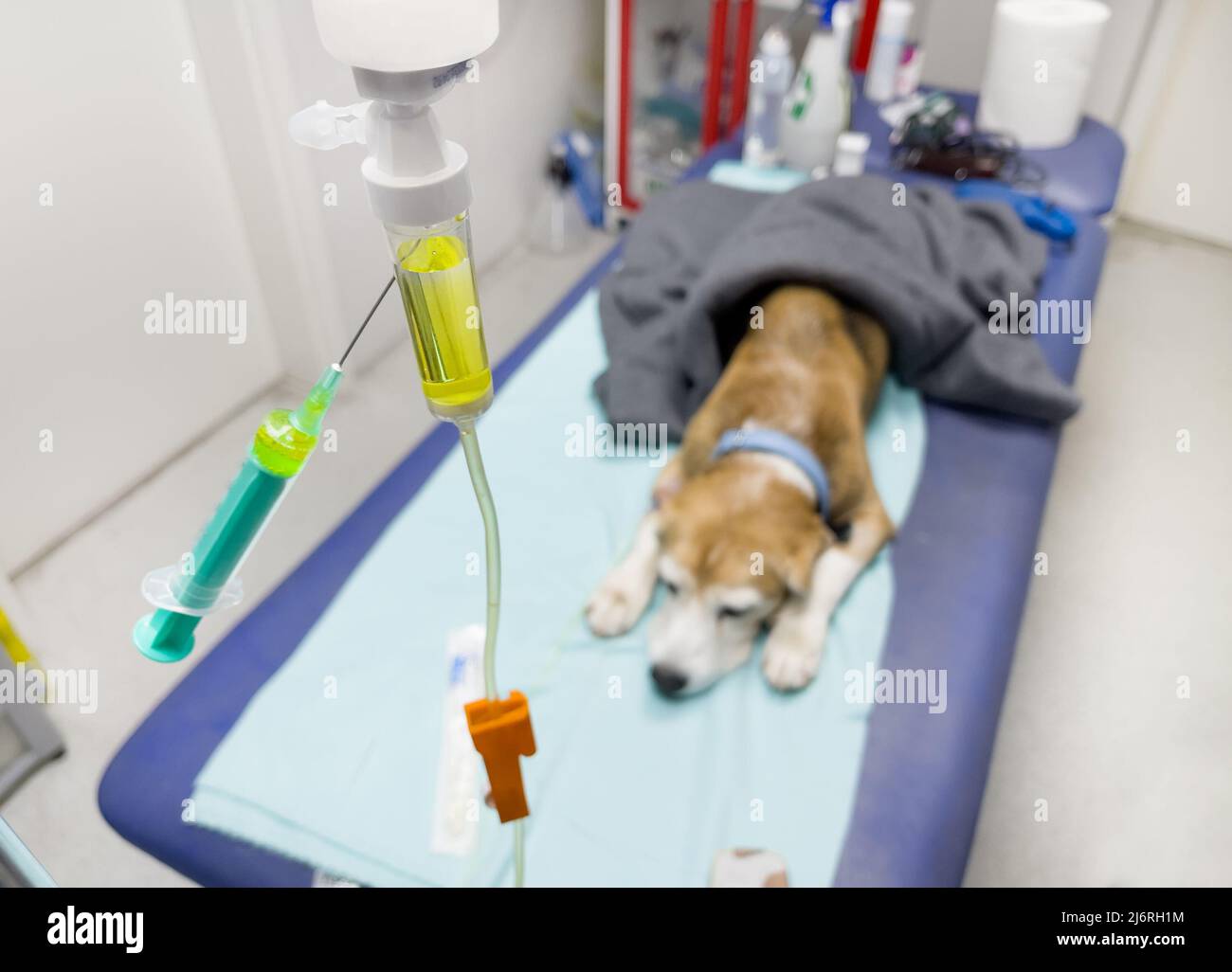 can dogs get iv fluids