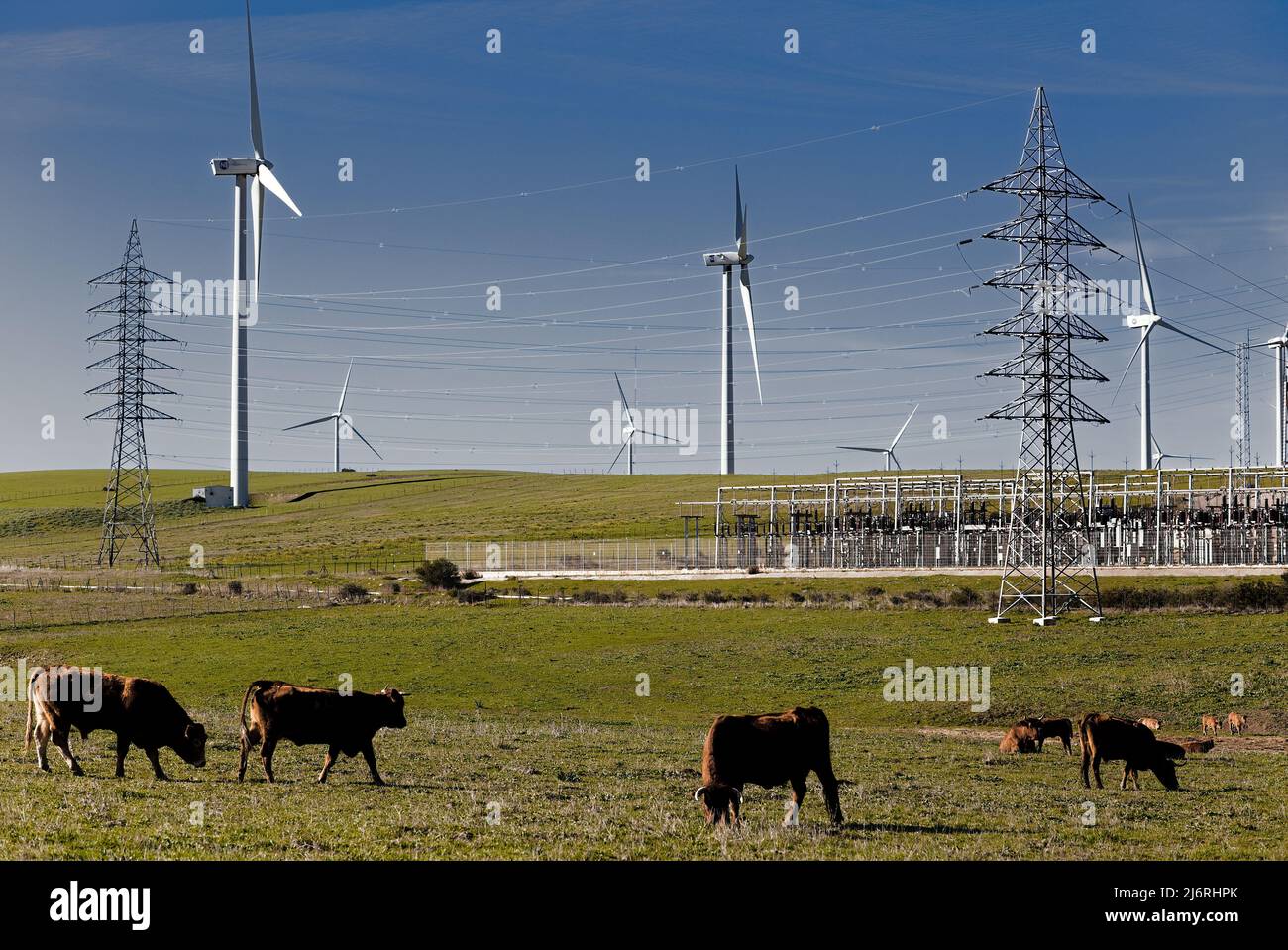 Cows grazing farming in front of electrical poles, wind turbines and substation energy electricity power plant farm at andalusia, south spain Stock Photo