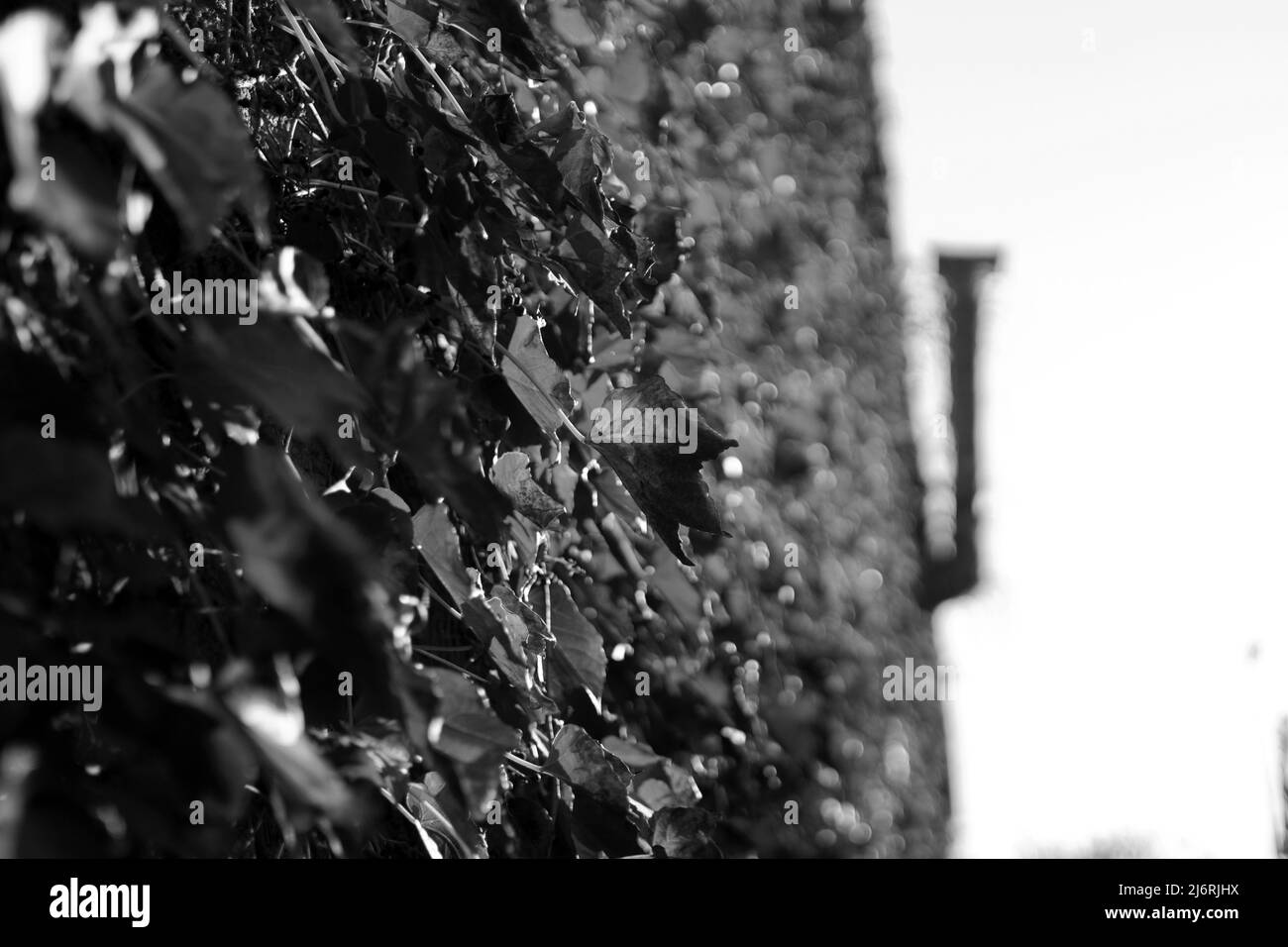 Plants black and white close up Stock Photo - Alamy