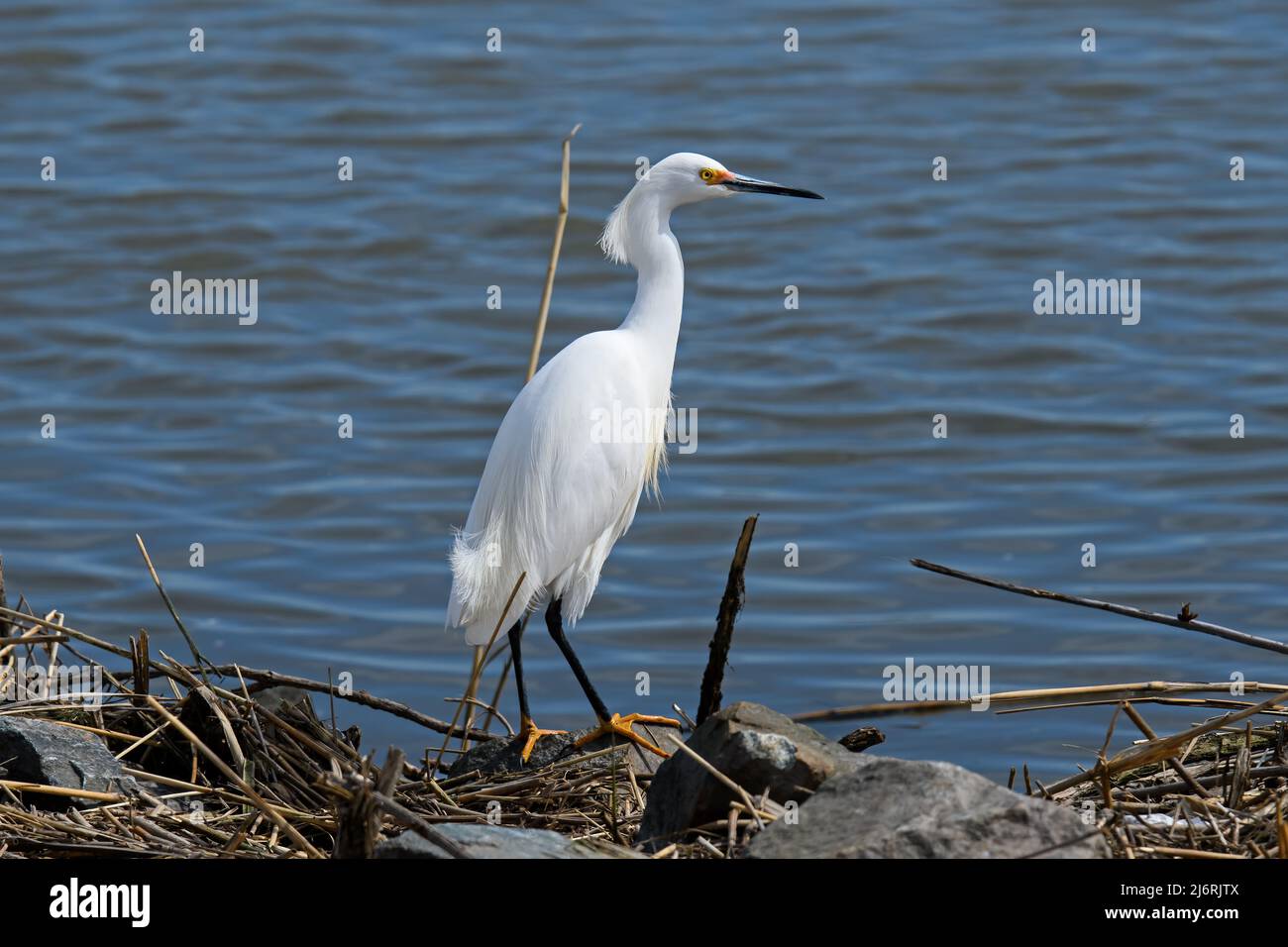 Snowy egret in an estuary. It is a small white heron also known as a little egret or aigrette. The bird is all white with a black bill, black legs Stock Photo