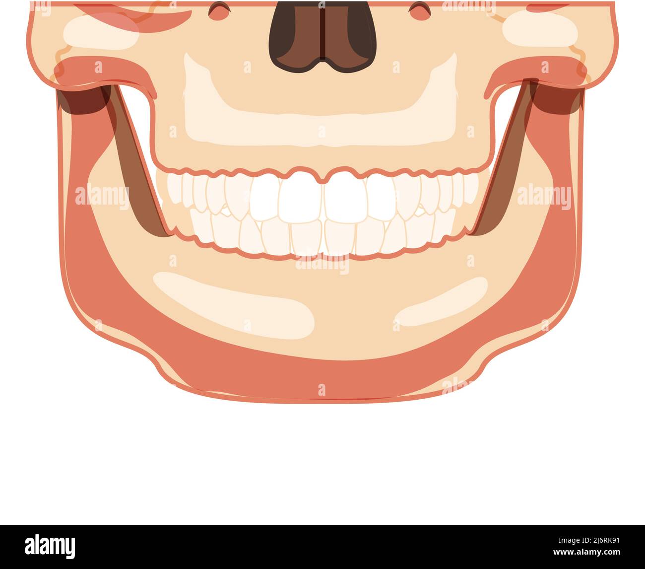 Skull Skeleton Smiley Human head partly front view with teeth row. Human jaws model. Set of chump 3D realistic flat natural color concept Vector illustration of anatomy isolated on white background Stock Vector