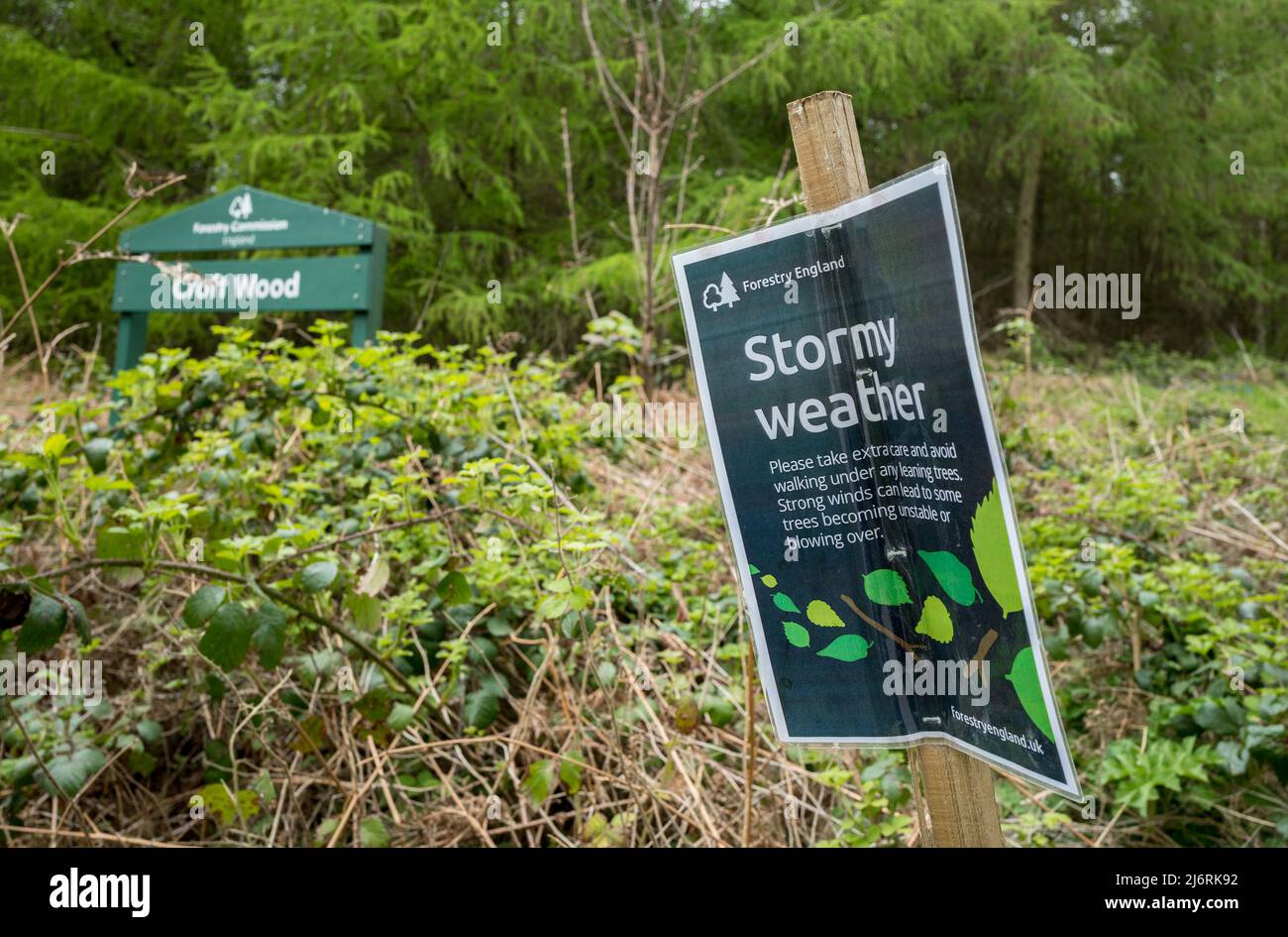 Forestry England warning notice of stormy weather informing walkers to extra care whilst walking in the woodland. Stock Photo