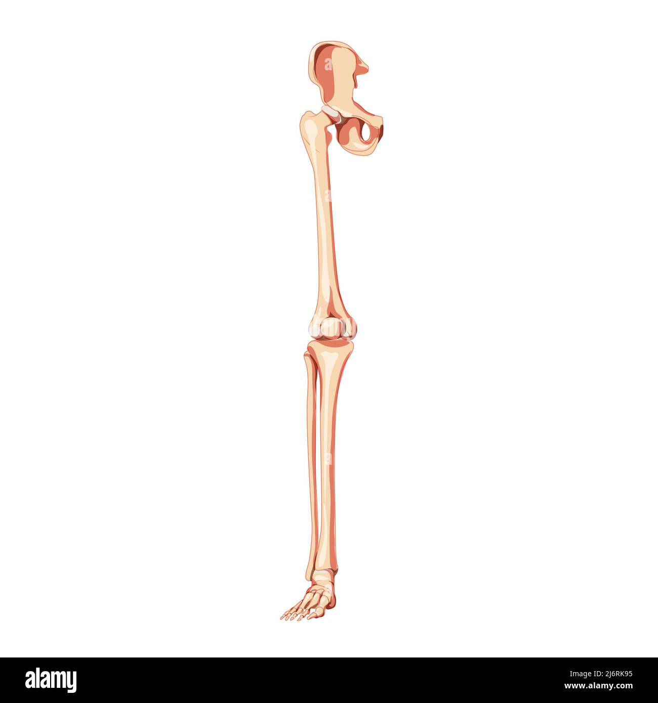 Human Pelvis with leg Skeleton front view with hip bone, thighs, foot, femur. Anatomically correct 3D realistic flat natural color concept Vector illustration of anatomy isolated on white background Stock Vector