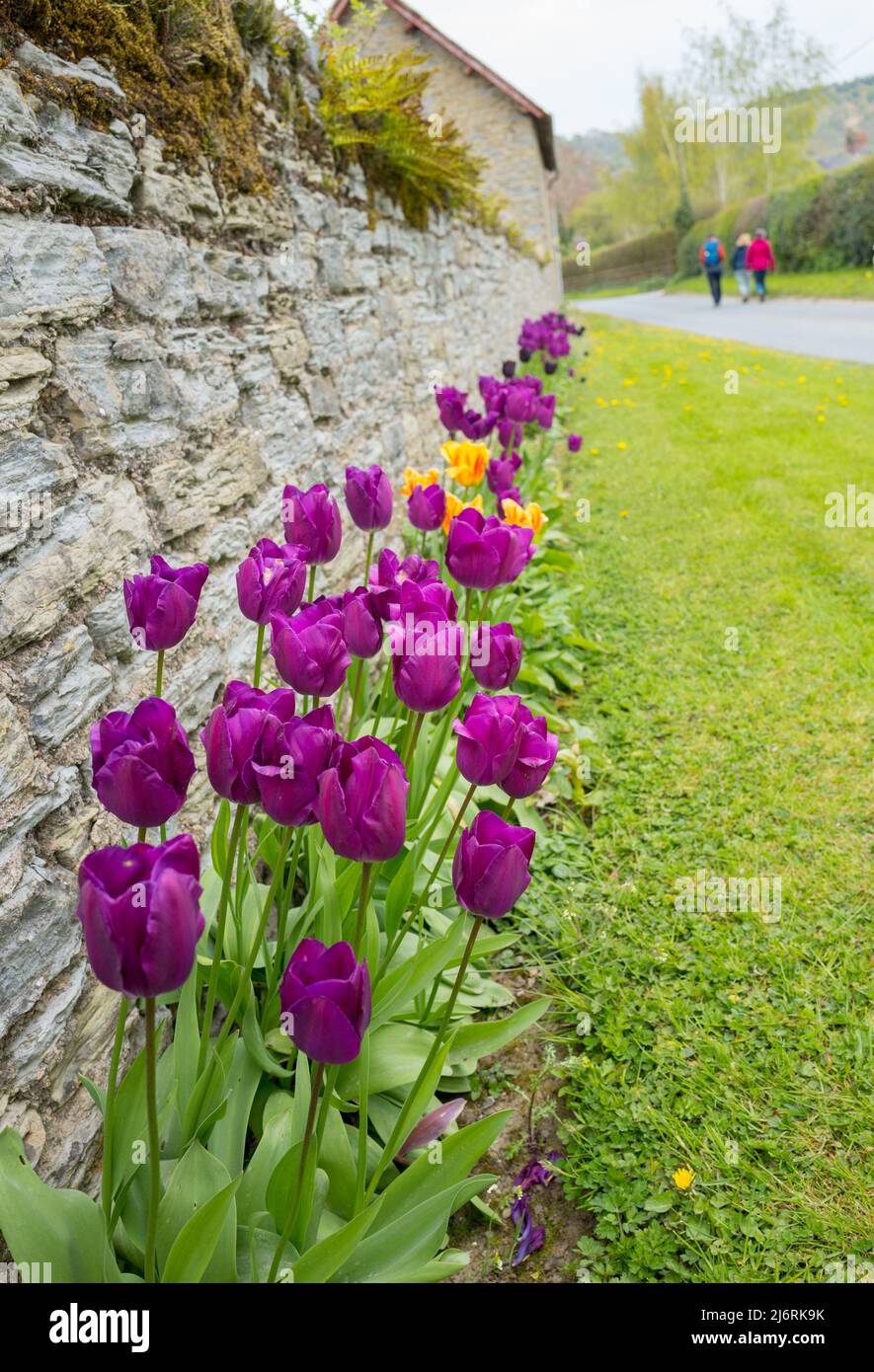 Plant of grass verge hi-res stock photography and images - Alamy