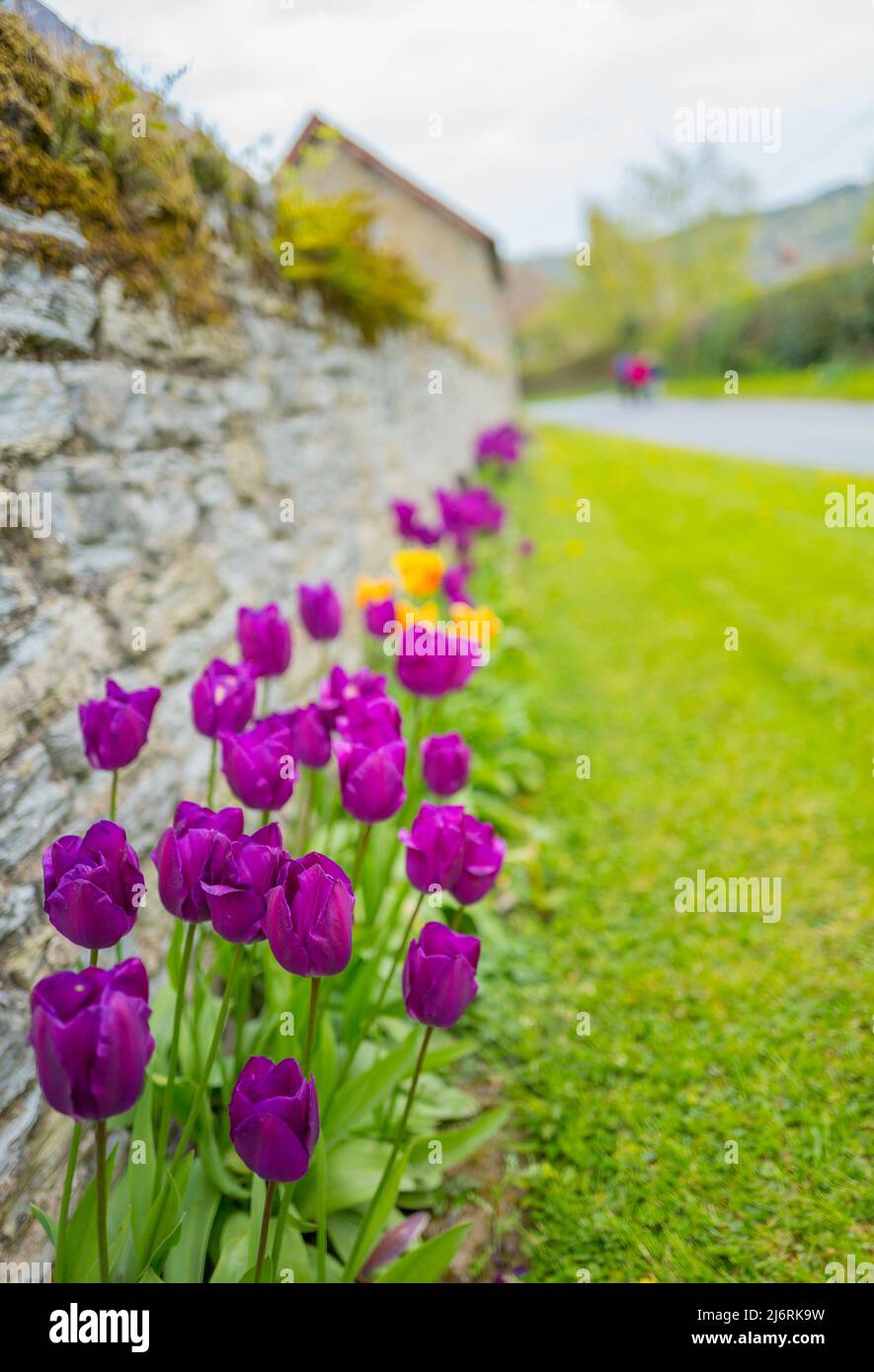Grass verge plant hi-res stock photography and images - Alamy