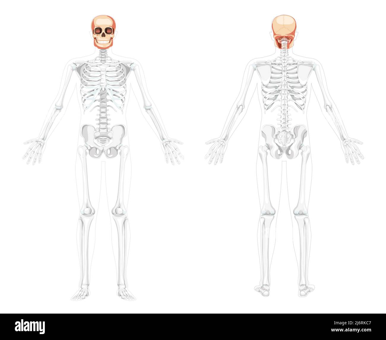 Set of Human head Skull Skeleton front back view with open hands partly transparent. Human jaws model with Anatomically correct realistic flat natural color concept Vector illustration isolated Stock Vector