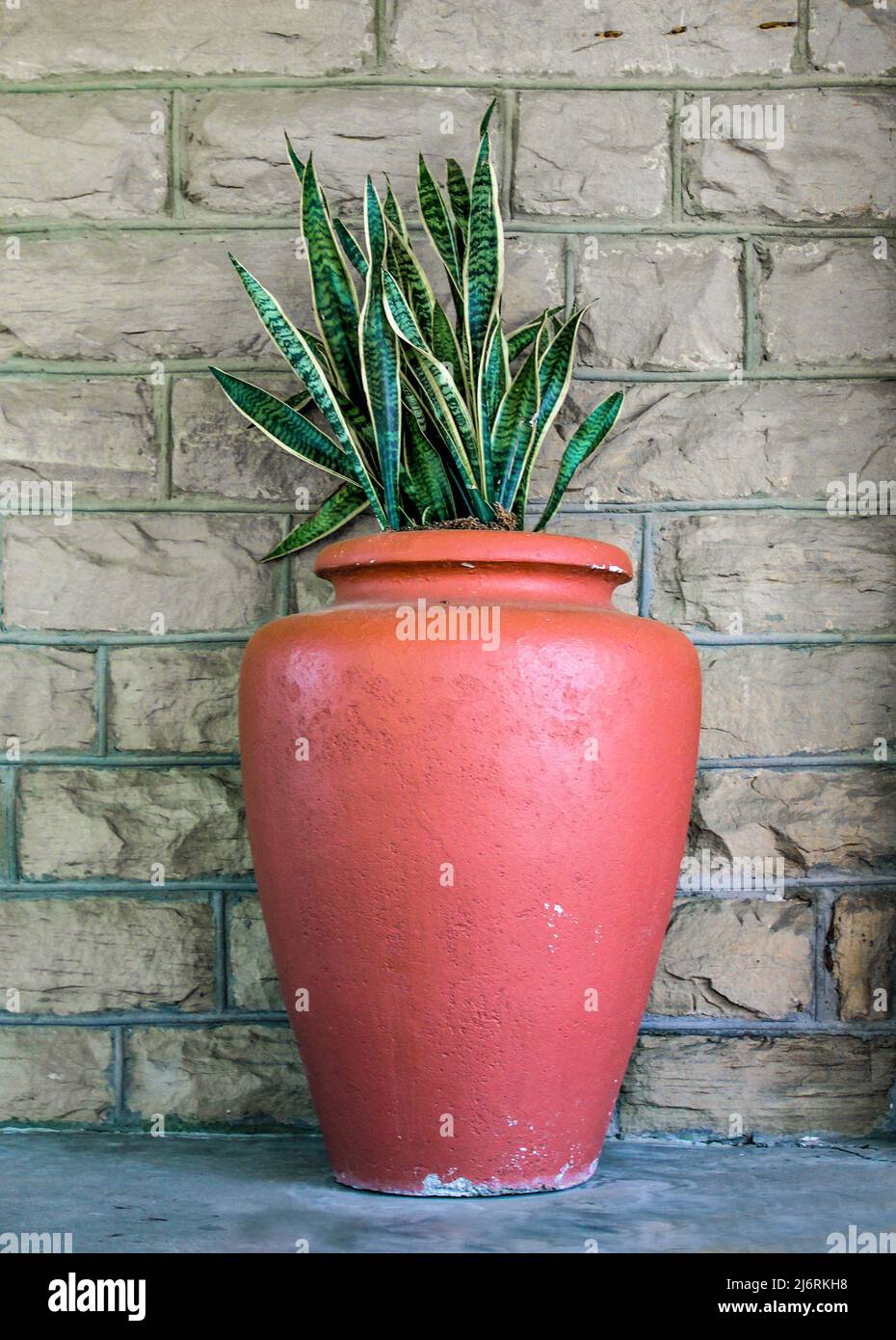 Large orange terra cotta urn with snake plant - Sanseviera trifciata - against a dun brick wall Stock Photo