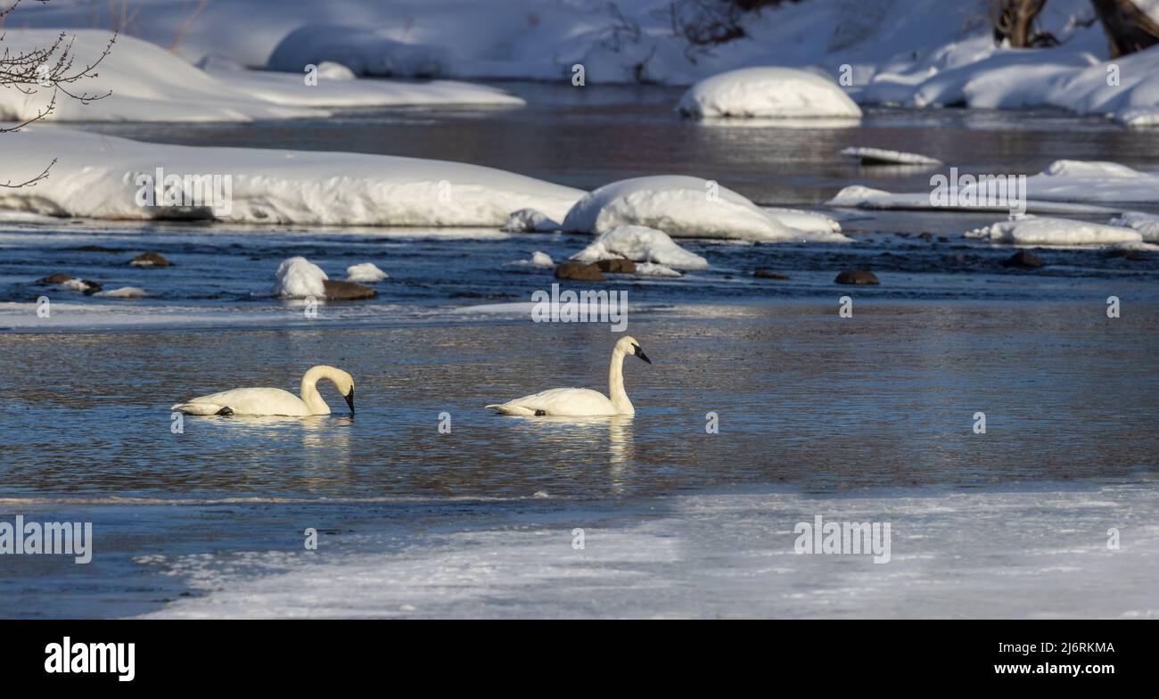 Trumpeter swans in northern Wisconsin. Stock Photo