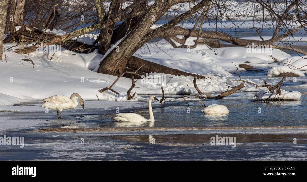 Trumpeter swans in northern Wisconsin. Stock Photo