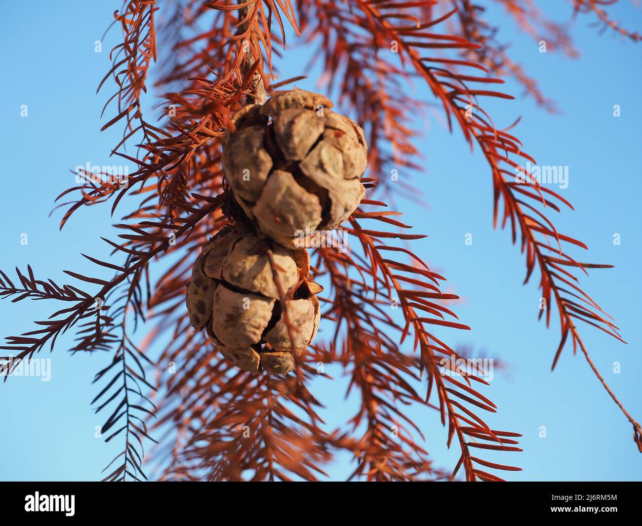 Closeup of Cypress Tree cones with blue sky background Stock Photo - Alamy