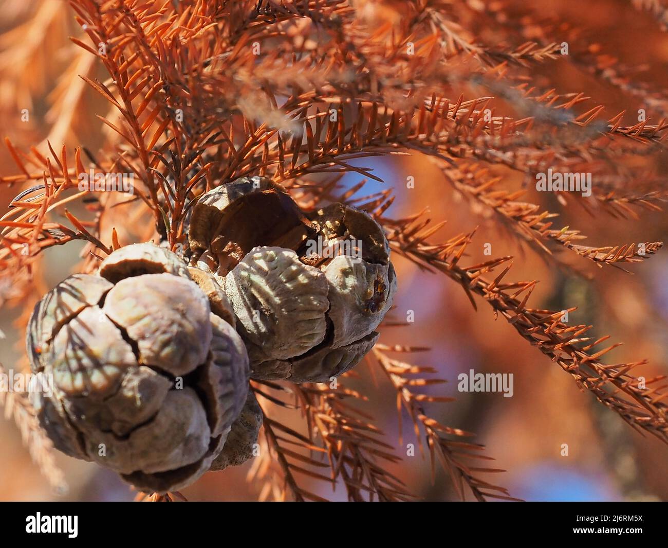 closeup of Cypress Tree cones with fall foliage background Stock Photo