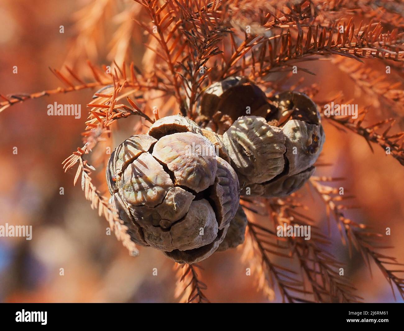 closeup of Cypress Tree cones with fall foliage background Stock Photo