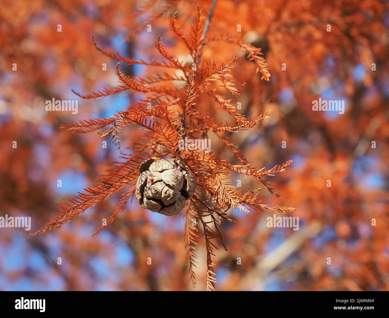 closeup of Cypress Tree cones with fall foliage background Stock Photo