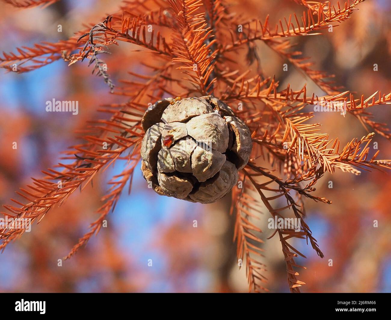 closeup of Cypress Tree cones with fall foliage background Stock Photo