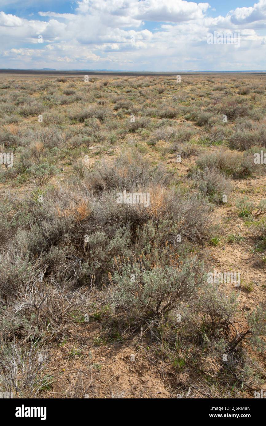 Sagebrush desert, Idaho Falls District Bureau of Land Management, Clark