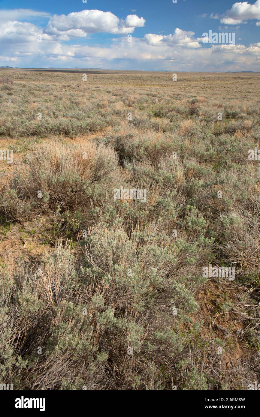 Sagebrush desert, Idaho Falls District Bureau of Land Management, Clark