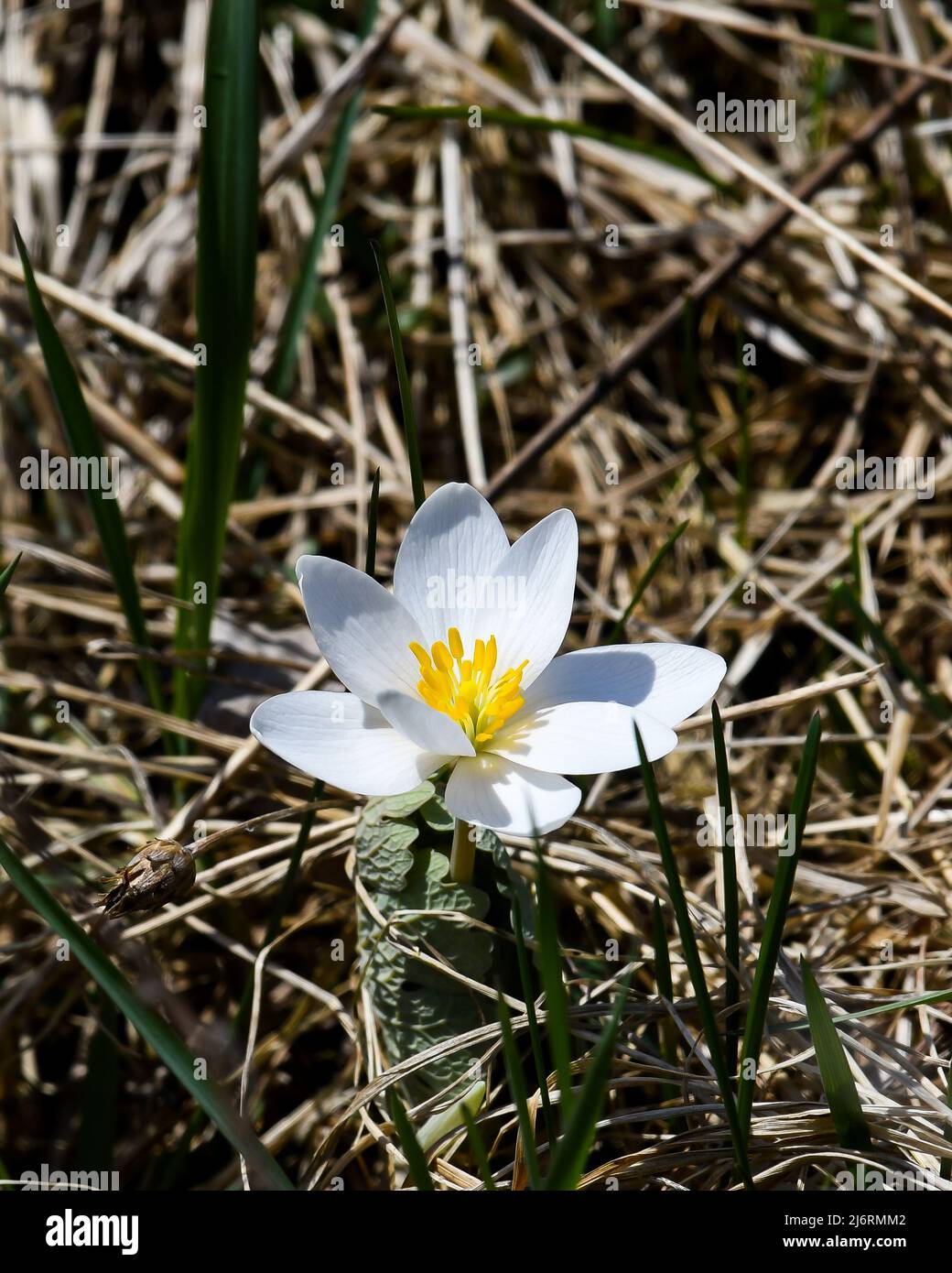 A bloodroot flower, Sanguinaria canadensis, growing up through dry leaves in early spring in the Adirondack Mountains, NY USA Stock Photo