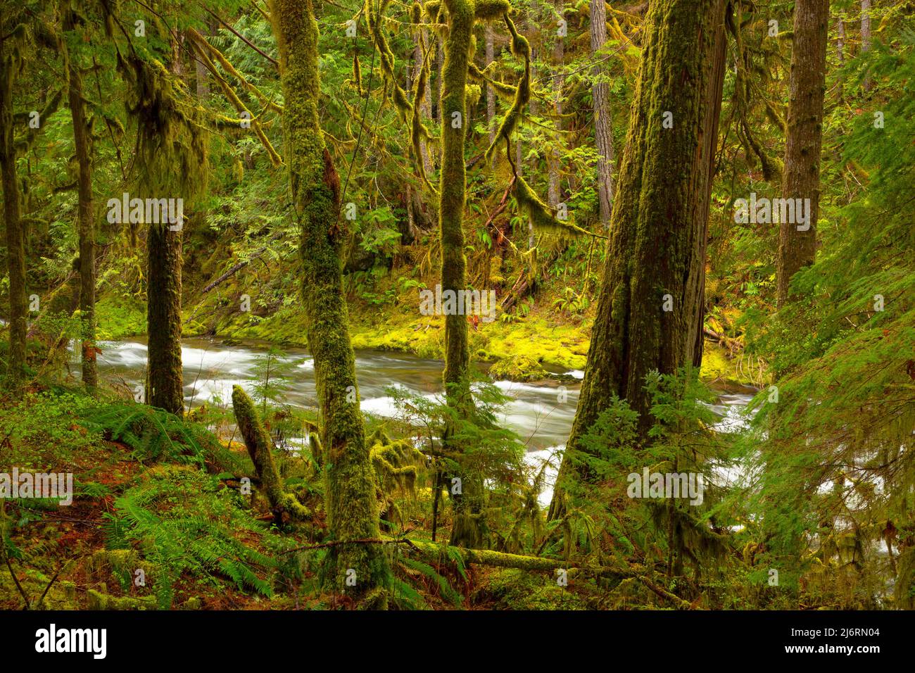 Salmon Wild and Scenic River along Salmon River Trail, Mt Hood National