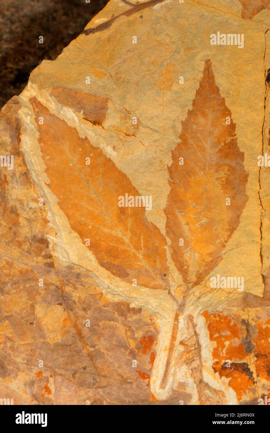 Dicot leaf fossil at Thomas Condon Paleontology Center, John Day Fossil Beds National Monument-Sheep Rock Unit, Oregon Stock Photo