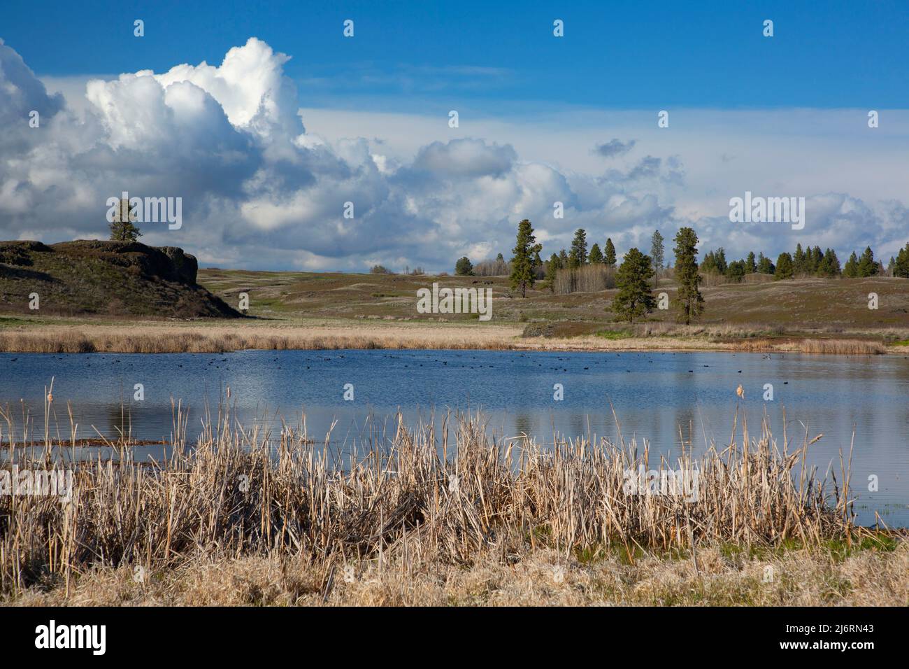 Smick Meadows Wetlands, Fishtrap Recreation Area, Spokane District Bureau of Land Management, Washington Stock Photo