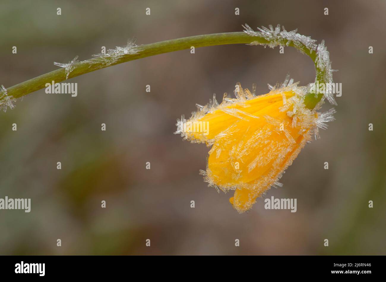 Yellow Bells (Fritillaria pudica) with frost, Turnbull National Wildlife Refuge, Washington Stock Photo