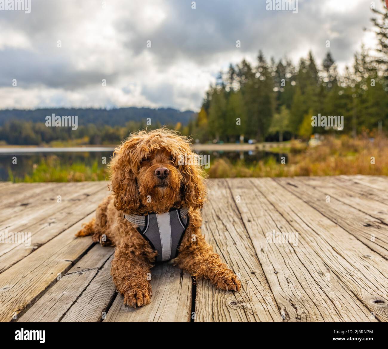 Cavapoo king charles spaniel sales