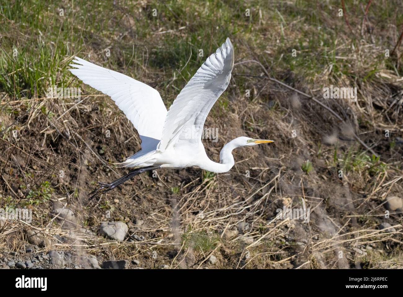 Great Egret (Ardea alba) known by it's large size & yellow beak