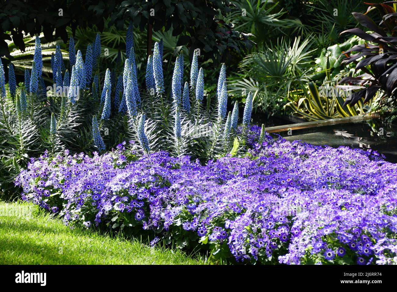 Beautiful purple blue flowers hi-res stock photography and images - Alamy