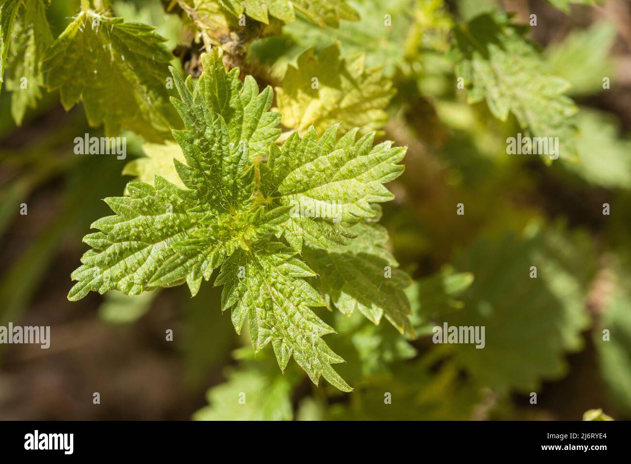 Green leaves of nettle plant in forest Stock Photo