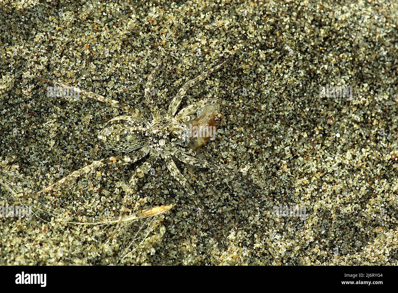 Dune wolf spider hires stock photography and images Alamy