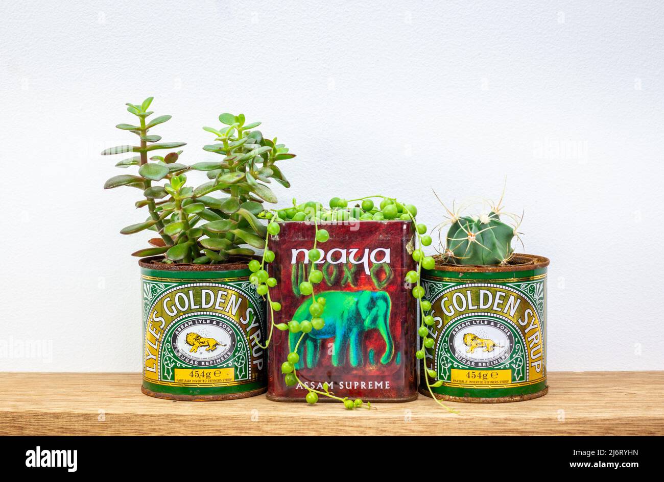 golden syrup and tea tins used for succulent plants on shelf, repurpose and  upcycle to reduce waste in sustainable garden Stock Photo