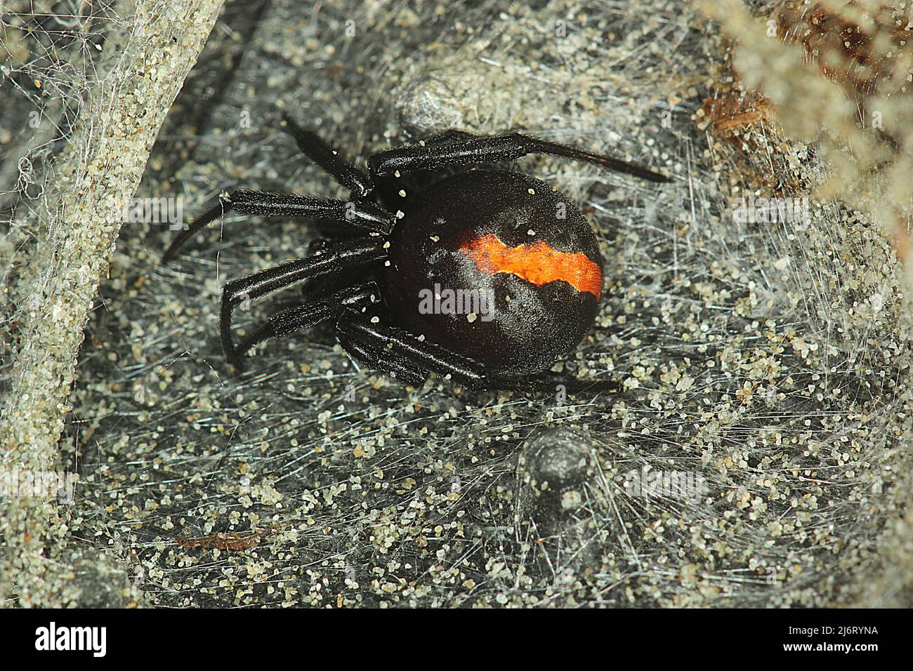 New Zealand's only endemic poisonous spider Latrodectus katipo Stock