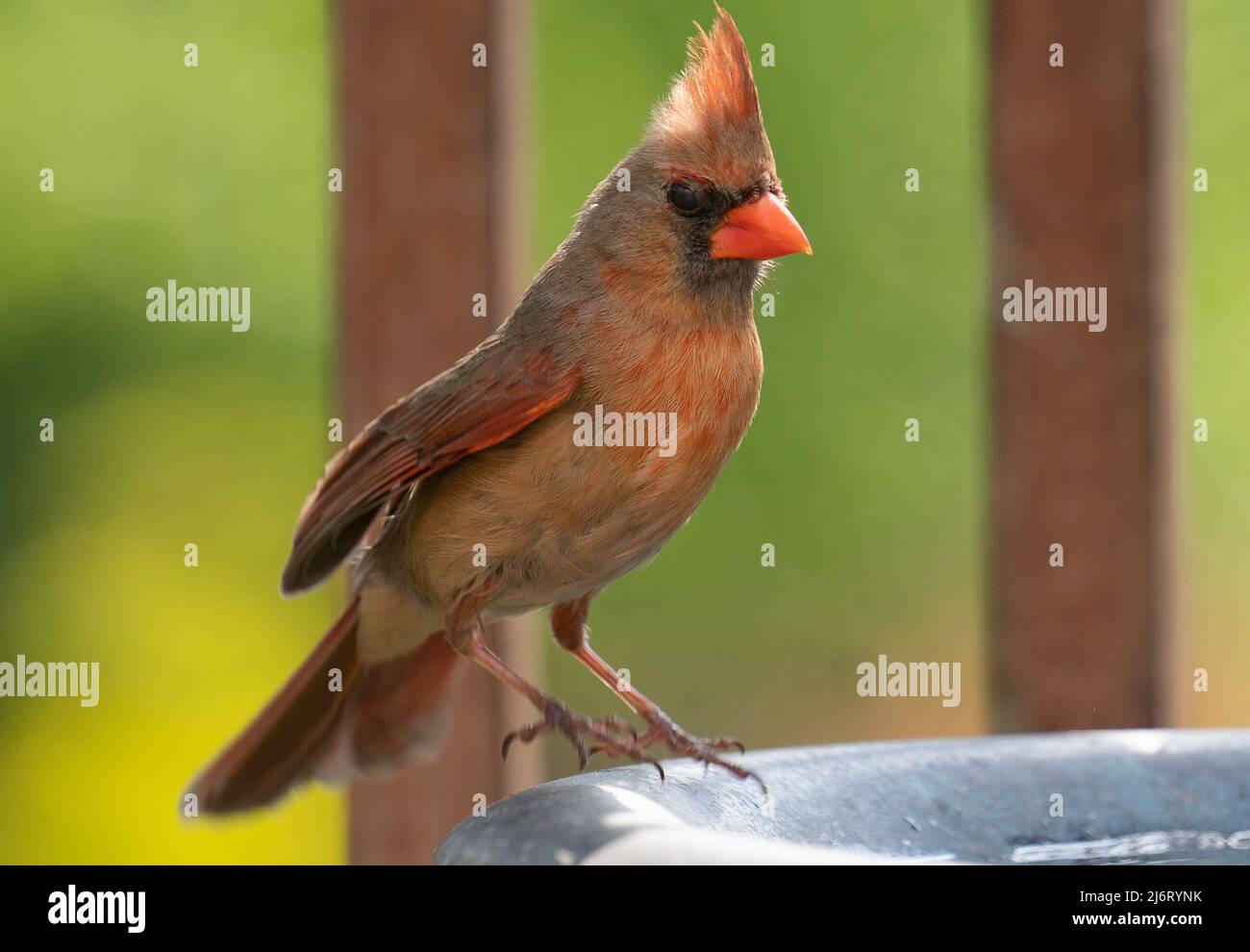 Northern Cardinal on the bird bath Stock Photo Alamy
