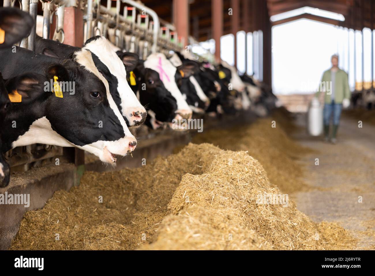 Cows eating cattle food in dairy farm Stock Photo