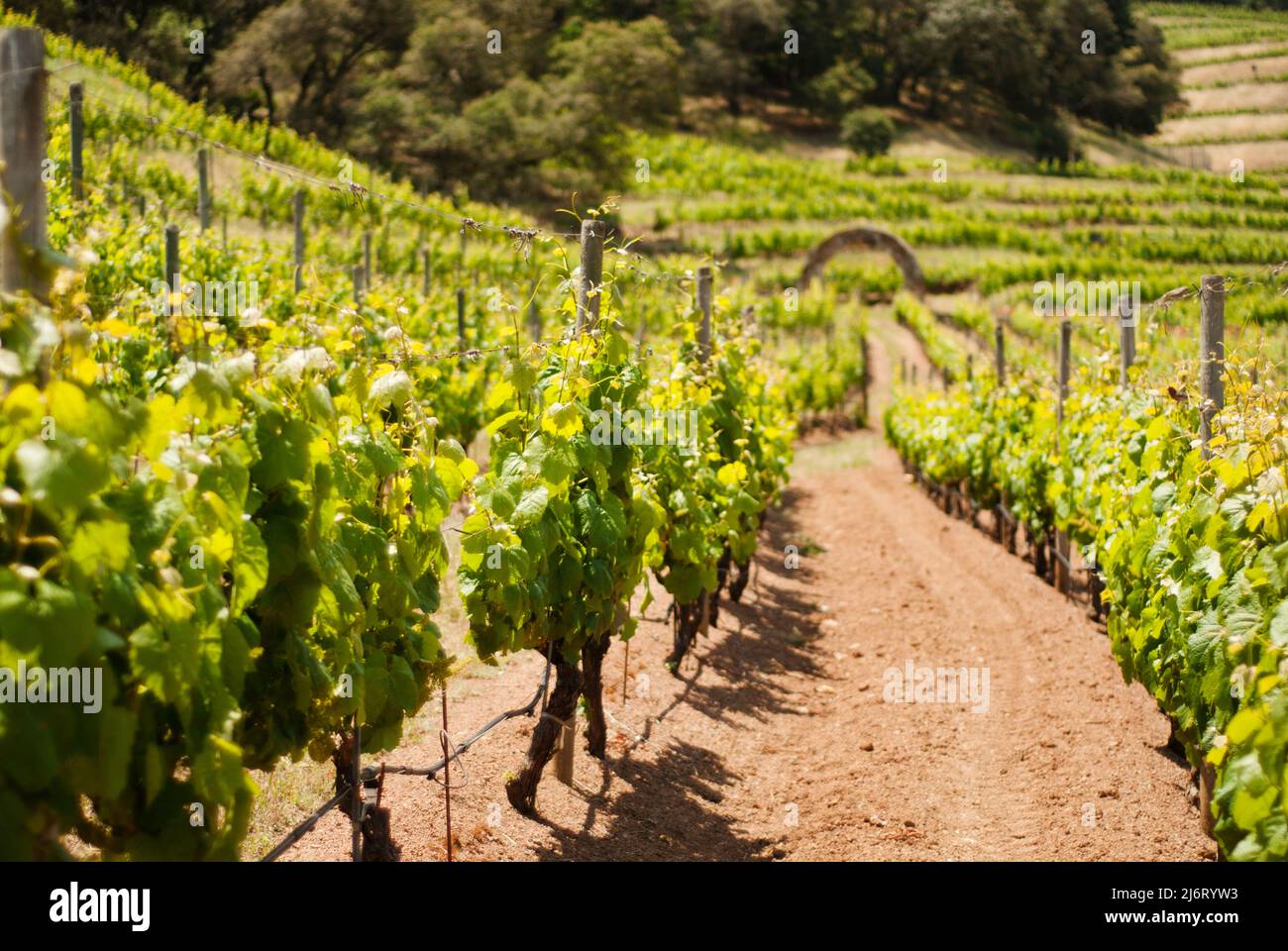 Grape Vineyard in Napa Valley, California Stock Photo Alamy