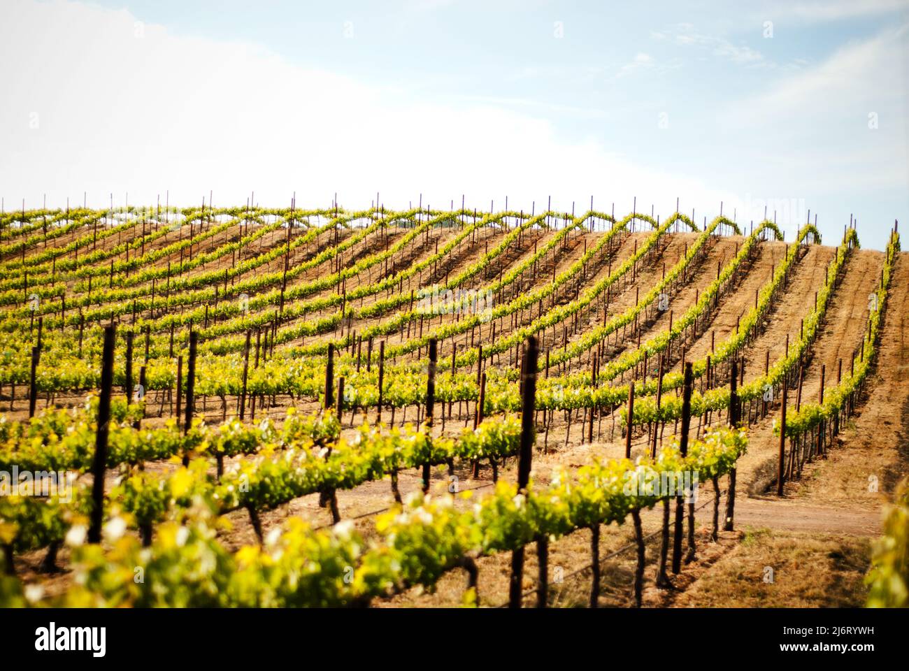 Grape Vineyard in Napa Valley, California Stock Photo Alamy