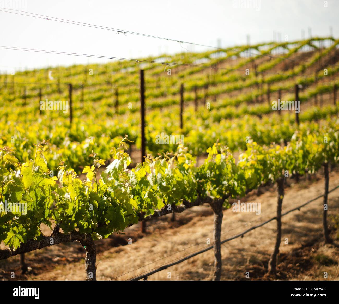 Grape Vineyard in Napa Valley, California Stock Photo Alamy