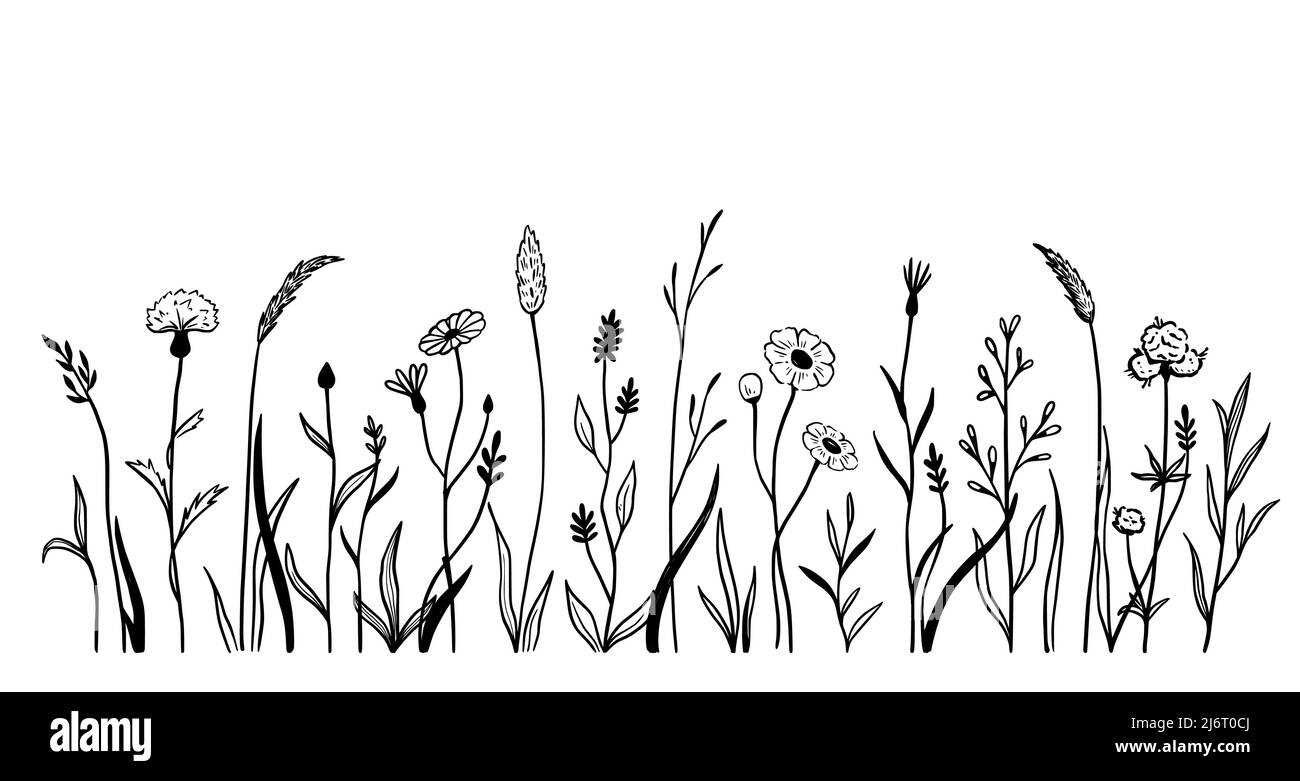 Wild field flower line set. Hand drawn doodle sketch style wild floral ...