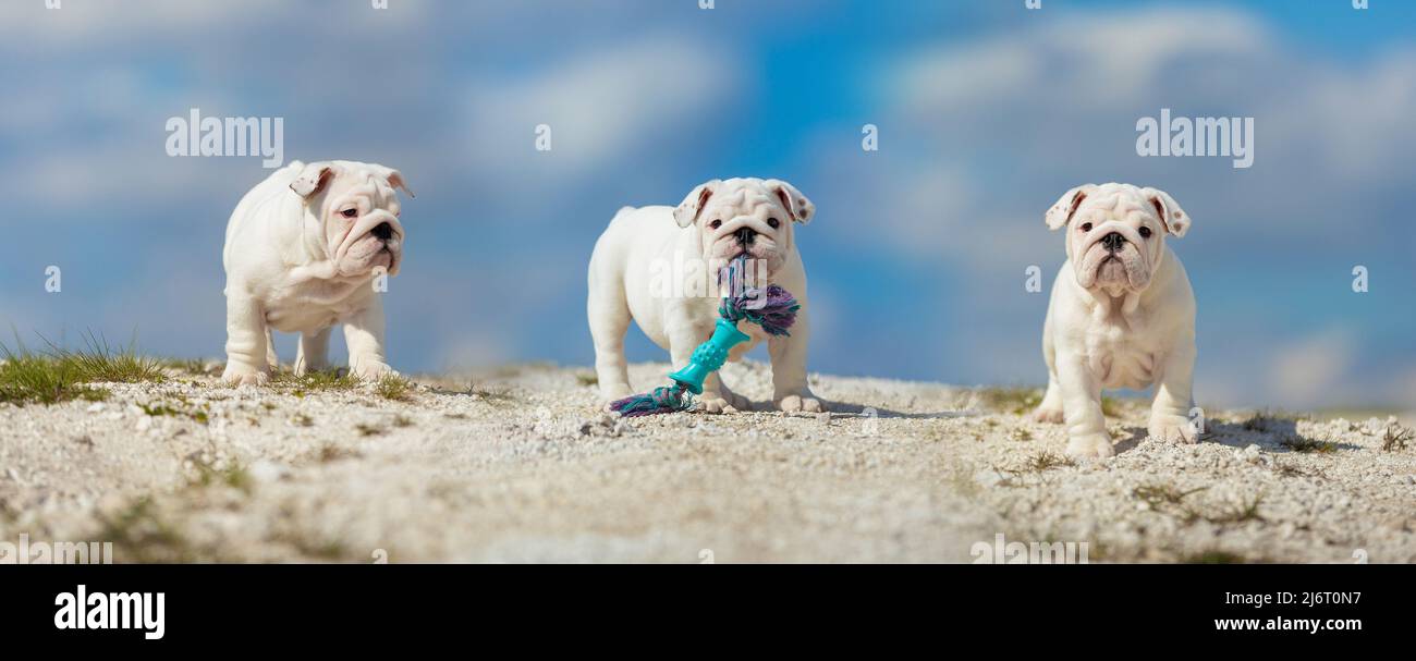 Gorgeous white English Bulldog puppies against a bright blue sky Stock Photo