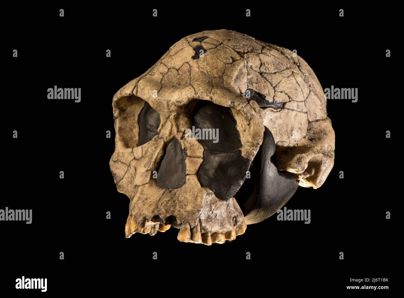 Homo habilis skull Stock Photo - Alamy