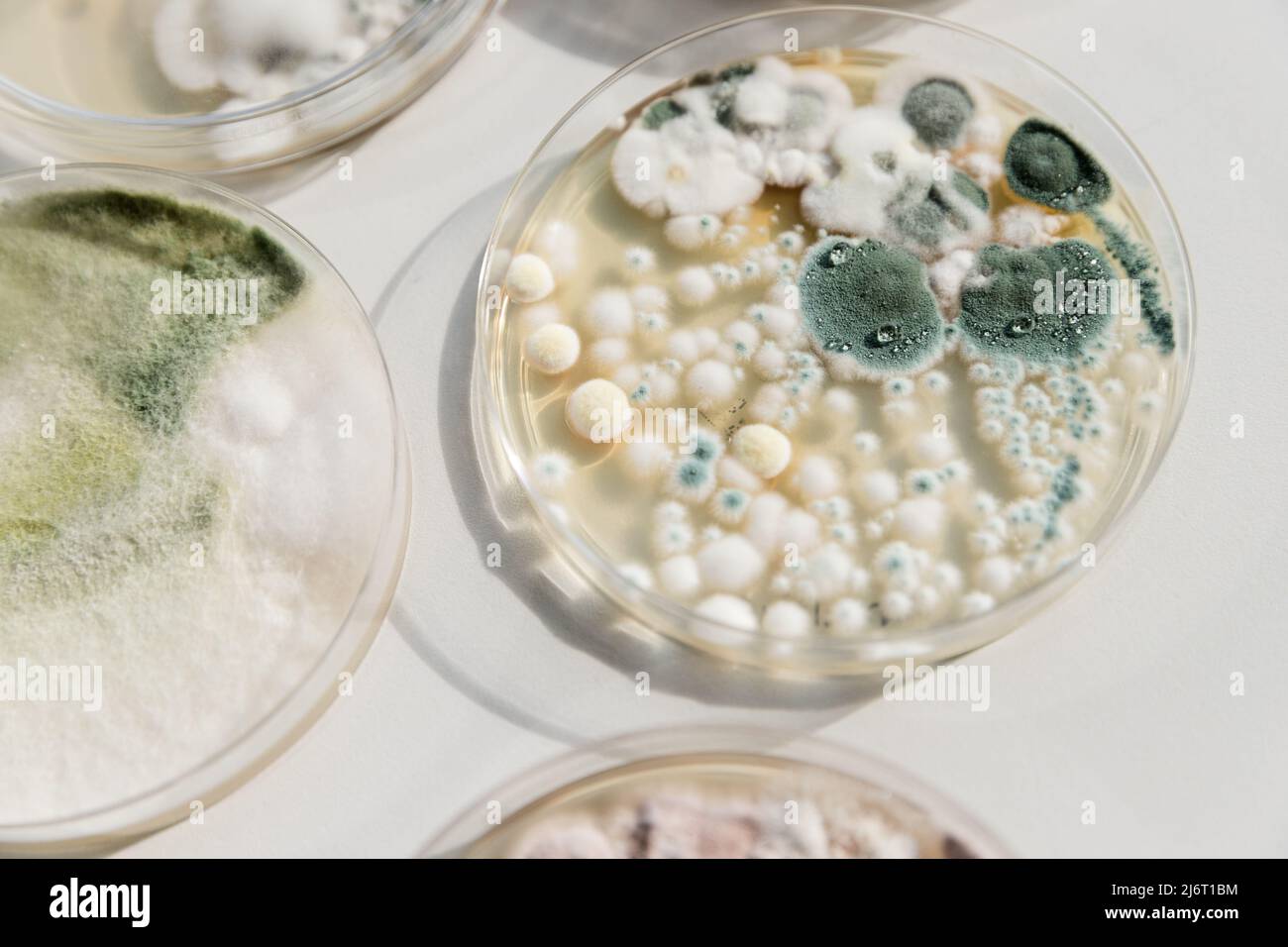 Environmental fungi growing on a petri dish Stock Photo Alamy