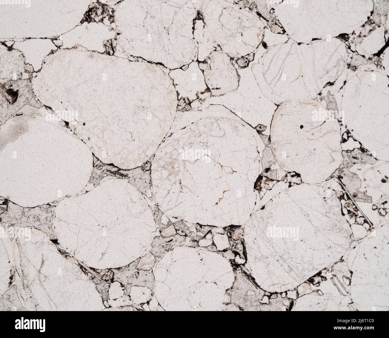 Bunter sandstone, light micrograph Stock Photo - Alamy